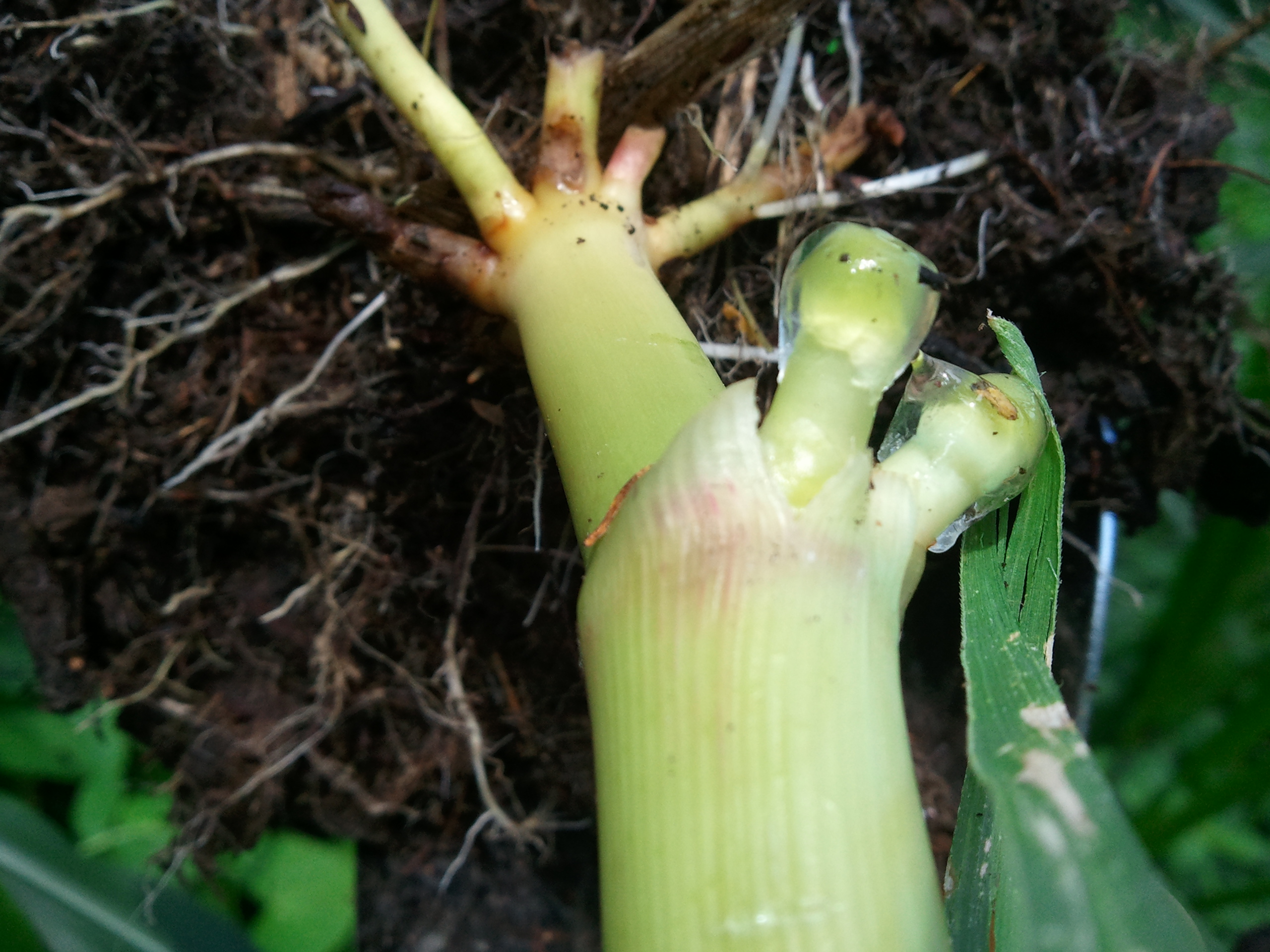 Mucilaginous secretions from teosinte roots, also occurs in high elevation maize