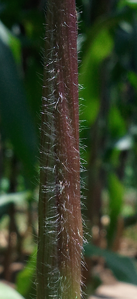 Example of high elevation teosinte phenotype: hairy stems with red anthocyanin pigmentation
